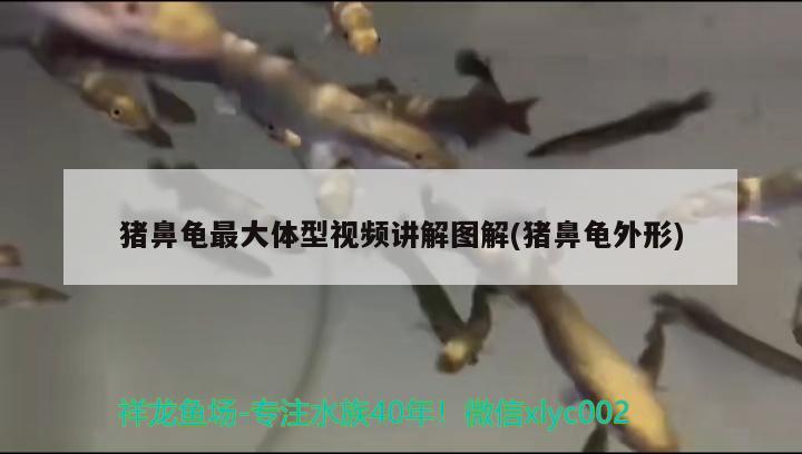 豬鼻龜最大體型視頻講解圖解(豬鼻龜外形) 豬鼻龜百科