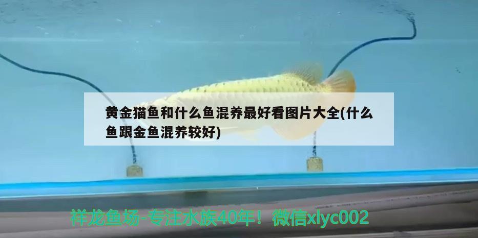 黃金貓魚和什么魚混養(yǎng)最好看圖片大全(什么魚跟金魚混養(yǎng)較好) 黃金貓魚