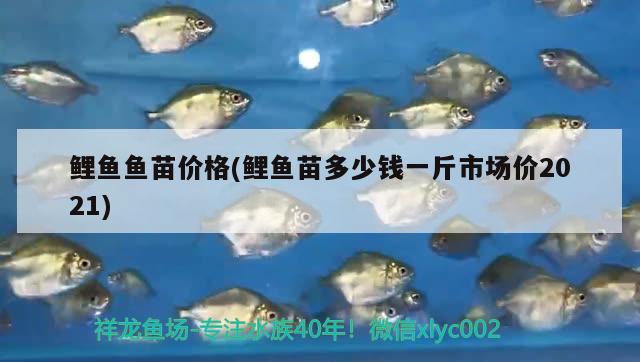 鯉魚魚苗價(jià)格(鯉魚苗多少錢一斤市場價(jià)2021)