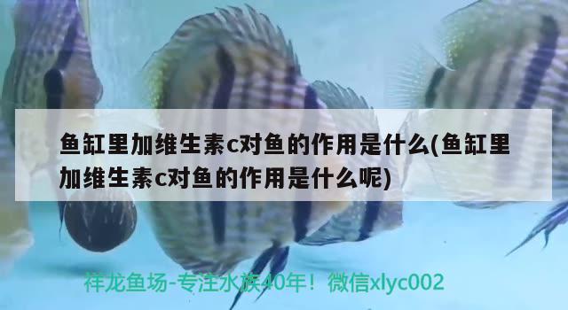 魚缸里加維生素c對魚的作用是什么(魚缸里加維生素c對魚的作用是什么呢) PH調(diào)節(jié)劑