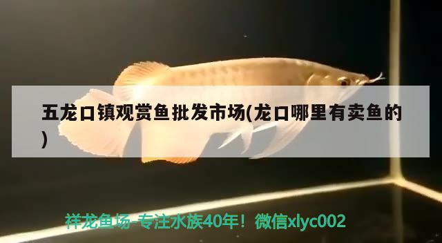 五龍口鎮(zhèn)觀賞魚(yú)批發(fā)市場(chǎng)(龍口哪里有賣(mài)魚(yú)的)