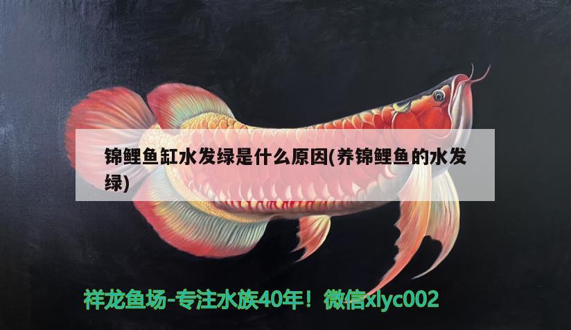 錦鯉魚缸水發(fā)綠是什么原因(養(yǎng)錦鯉魚的水發(fā)綠) 魚缸水質(zhì)穩(wěn)定劑