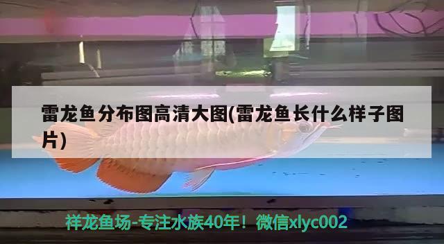 雷龍魚分布圖高清大圖(雷龍魚長什么樣子圖片)