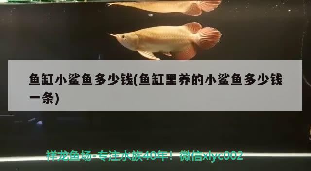 魚缸小鯊魚多少錢(魚缸里養(yǎng)的小鯊魚多少錢一條) 野彩魚