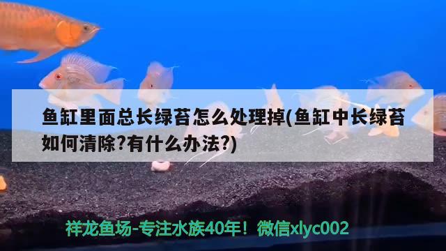 魚缸里面總長綠苔怎么處理掉(魚缸中長綠苔如何清除?有什么辦法?)