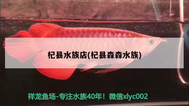 杞縣水族店(杞縣森森水族) 鴨嘴鯊魚