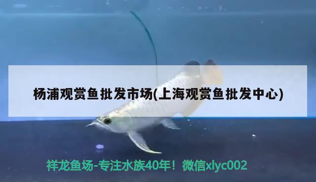 楊浦觀賞魚批發(fā)市場(上海觀賞魚批發(fā)中心) 觀賞魚批發(fā)