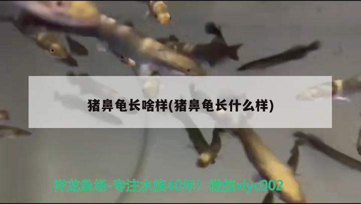 豬鼻龜長啥樣(豬鼻龜長什么樣) 豬鼻龜