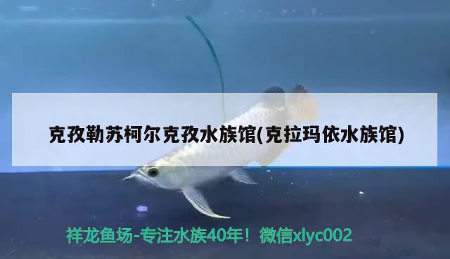 克孜勒蘇柯爾克孜水族館(克拉瑪依水族館) 朱巴利魚苗