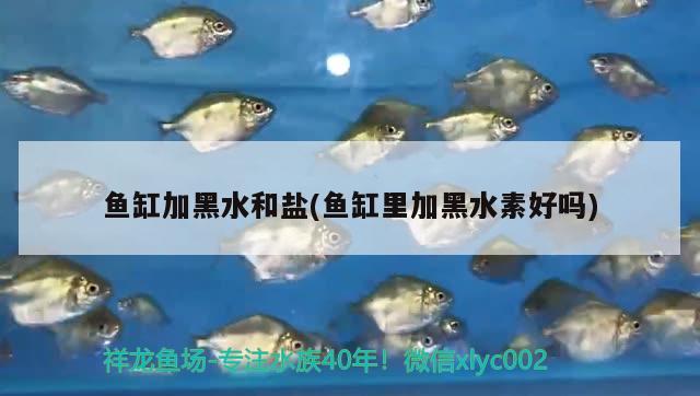 魚缸加黑水和鹽(魚缸里加黑水素好嗎) 黑水素