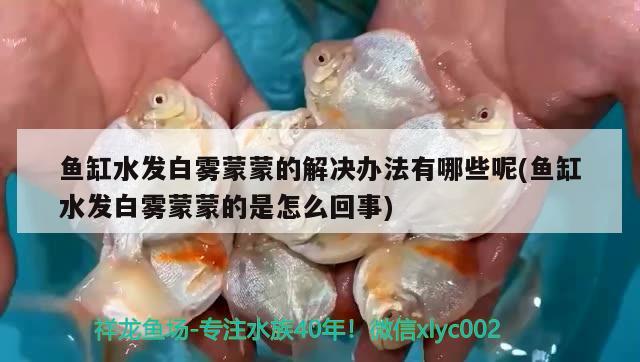 魚缸水發(fā)白霧蒙蒙的解決辦法有哪些呢(魚缸水發(fā)白霧蒙蒙的是怎么回事)