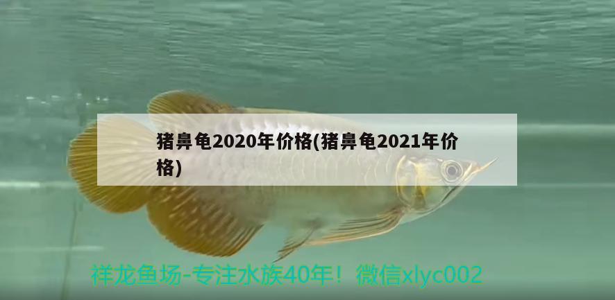 豬鼻龜2020年價格(豬鼻龜2021年價格) 豬鼻龜