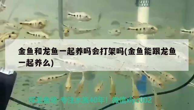 金魚和龍魚一起養(yǎng)嗎會打架嗎(金魚能跟龍魚一起養(yǎng)么) 狗仔（招財貓)魚苗