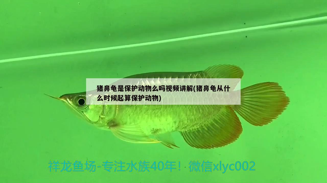 豬鼻龜是保護(hù)動物么嗎視頻講解(豬鼻龜從什么時候起算保護(hù)動物)