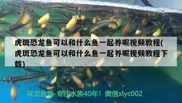 虎斑恐龍魚可以和什么魚一起養(yǎng)呢視頻教程(虎斑恐龍魚可以和什么魚一起養(yǎng)呢視頻教程下載) 虎斑恐龍魚