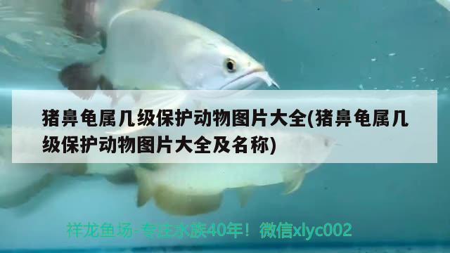 豬鼻龜屬幾級保護動物圖片大全(豬鼻龜屬幾級保護動物圖片大全及名稱)