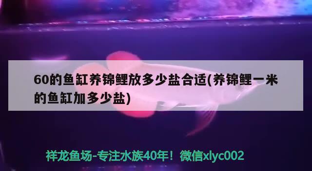 60的魚缸養(yǎng)錦鯉放多少鹽合適(養(yǎng)錦鯉一米的魚缸加多少鹽) 魚缸水質(zhì)穩(wěn)定劑