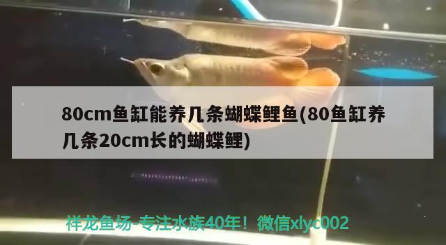 80cm魚缸能養(yǎng)幾條蝴蝶鯉魚(80魚缸養(yǎng)幾條20cm長的蝴蝶鯉) 蝴蝶鯉