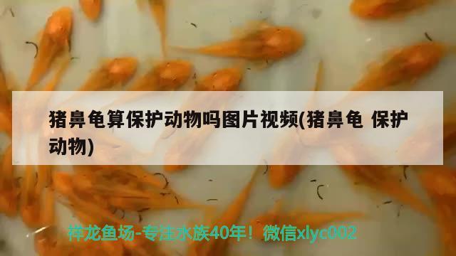 豬鼻龜算保護動物嗎圖片視頻(豬鼻龜保護動物) 豬鼻龜百科