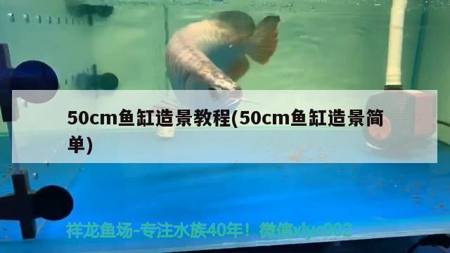 50cm魚缸造景教程(50cm魚缸造景簡單) 黑白雙星魚