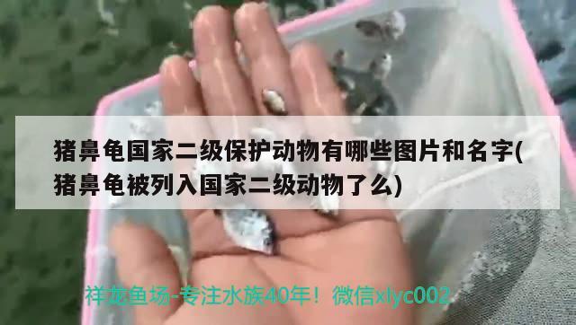 豬鼻龜國家二級保護動物有哪些圖片和名字(豬鼻龜被列入國家二級動物了么) 豬鼻龜百科