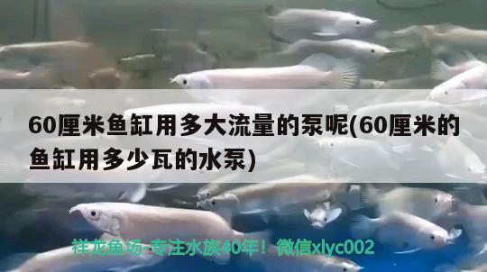 60厘米魚缸用多大流量的泵呢(60厘米的魚缸用多少瓦的水泵)