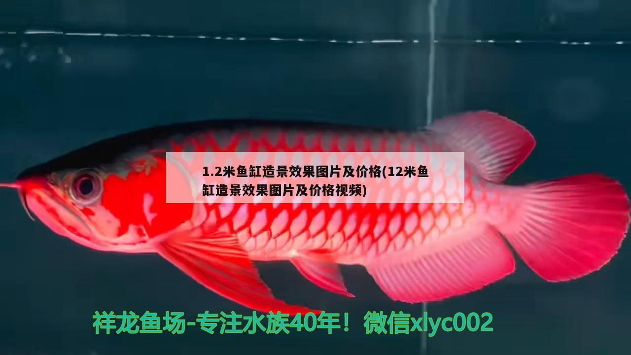 1.2米魚缸造景效果圖片及價格(12米魚缸造景效果圖片及價格視頻) 杰西卡恐龍魚