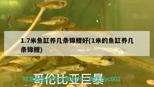 1.7米魚缸養(yǎng)幾條錦鯉好(1米的魚缸養(yǎng)幾條錦鯉) 觀賞魚市場