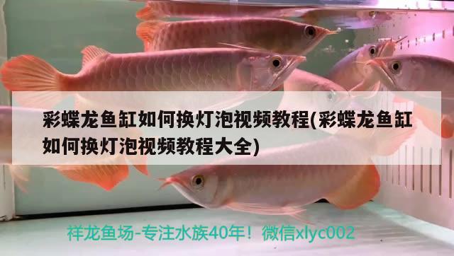 彩蝶龍魚缸如何換燈泡視頻教程(彩蝶龍魚缸如何換燈泡視頻教程大全) 海象魚