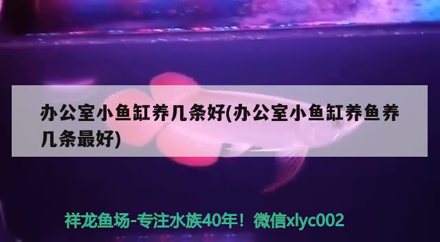 辦公室小魚缸養(yǎng)幾條好(辦公室小魚缸養(yǎng)魚養(yǎng)幾條最好) 魚缸清潔用具