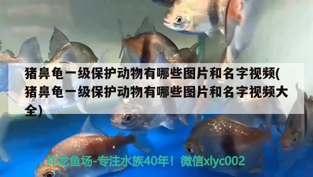 豬鼻龜一級保護動物有哪些圖片和名字視頻(豬鼻龜一級保護動物有哪些圖片和名字視頻大全) 豬鼻龜