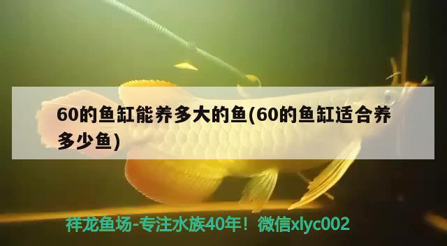 60的魚缸能養(yǎng)多大的魚(60的魚缸適合養(yǎng)多少魚) 黃金夢幻雷龍魚