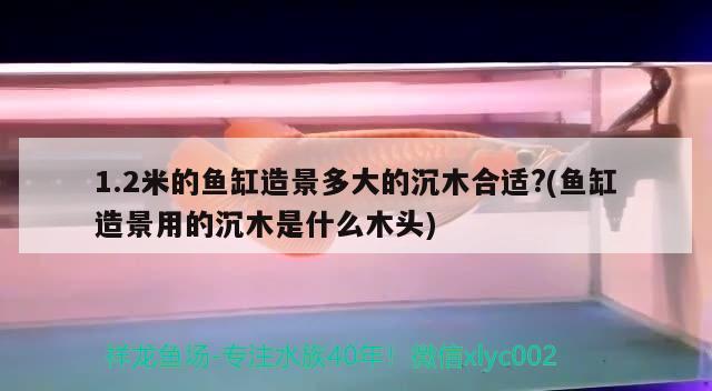 1.2米的魚(yú)缸造景多大的沉木合適?(魚(yú)缸造景用的沉木是什么木頭) 魚(yú)缸風(fēng)水