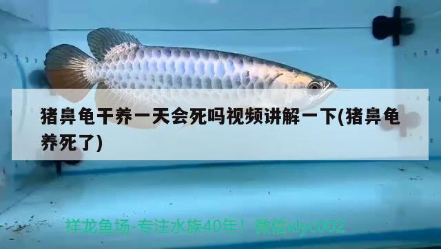 豬鼻龜干養(yǎng)一天會(huì)死嗎視頻講解一下(豬鼻龜養(yǎng)死了) 豬鼻龜百科