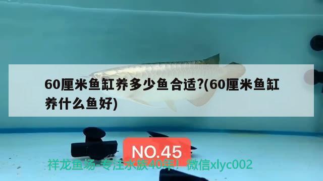 60厘米魚缸養(yǎng)多少魚合適?(60厘米魚缸養(yǎng)什么魚好) 銀龍魚