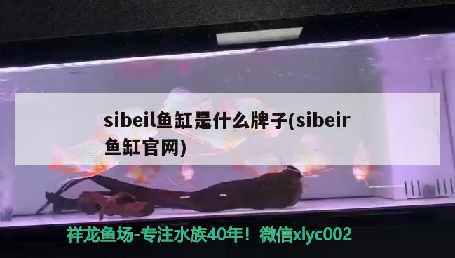 sibeil魚缸是什么牌子(sibeir魚缸官網(wǎng))