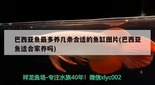 巴西亞魚最多養(yǎng)幾條合適的魚缸圖片(巴西亞魚適合家養(yǎng)嗎)