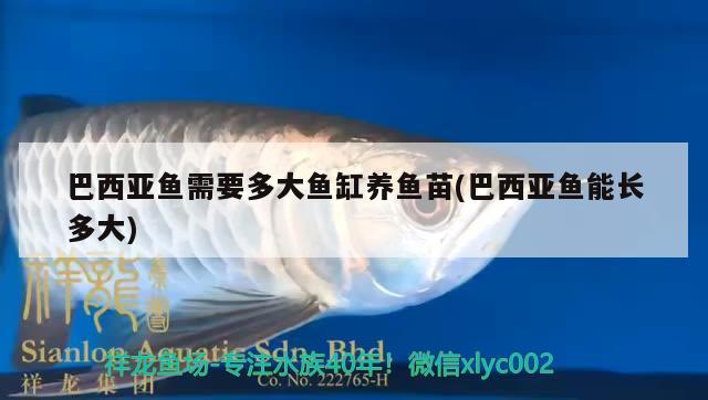 巴西亞魚(yú)需要多大魚(yú)缸養(yǎng)魚(yú)苗(巴西亞魚(yú)能長(zhǎng)多大)