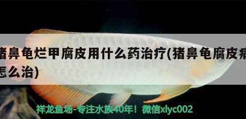 豬鼻龜爛甲腐皮用什么藥治療(豬鼻龜腐皮病怎么治) 豬鼻龜