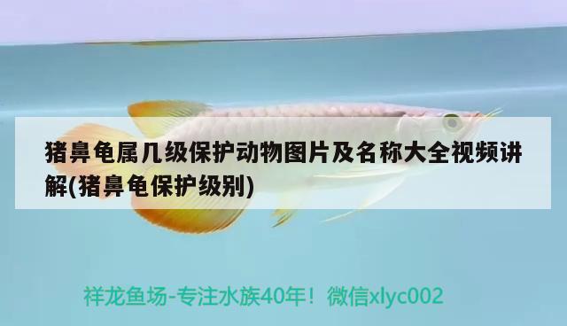 豬鼻龜屬幾級保護動物圖片及名稱大全視頻講解(豬鼻龜保護級別)