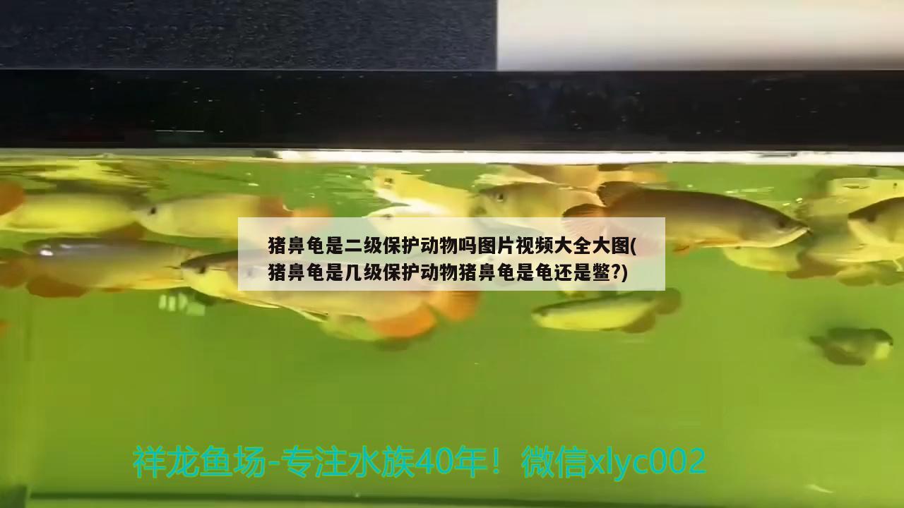 豬鼻龜是二級保護(hù)動物嗎圖片視頻大全大圖(豬鼻龜是幾級保護(hù)動物豬鼻龜是龜還是鱉?)