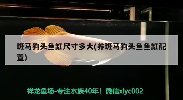 斑馬狗頭魚(yú)缸尺寸多大(養(yǎng)斑馬狗頭魚(yú)魚(yú)缸配置)