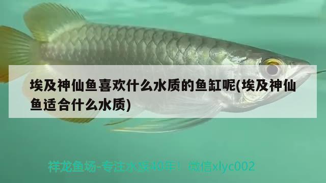 埃及神仙魚喜歡什么水質(zhì)的魚缸呢(埃及神仙魚適合什么水質(zhì)) 埃及神仙魚