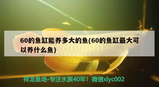 60的魚缸能養(yǎng)多大的魚(60的魚缸最大可以養(yǎng)什么魚) 小型觀賞魚