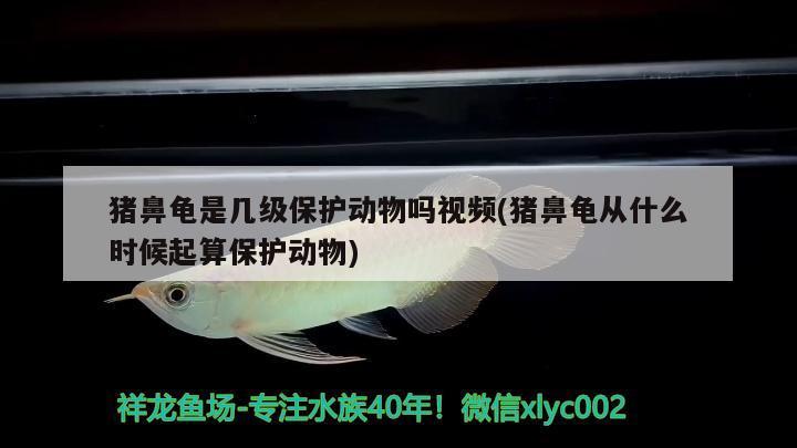 豬鼻龜是幾級保護動物嗎視頻(豬鼻龜從什么時候起算保護動物) 豬鼻龜