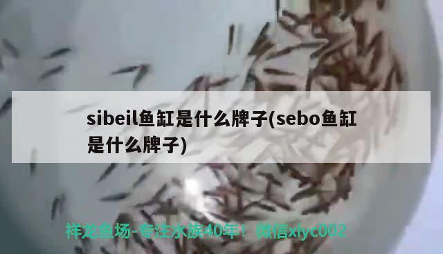 sibeil魚缸是什么牌子(sebo魚缸是什么牌子) 電鰻