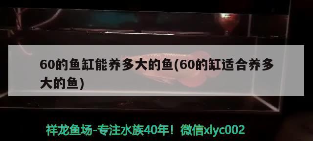 60的魚缸能養(yǎng)多大的魚(60的缸適合養(yǎng)多大的魚) 一眉道人魚苗