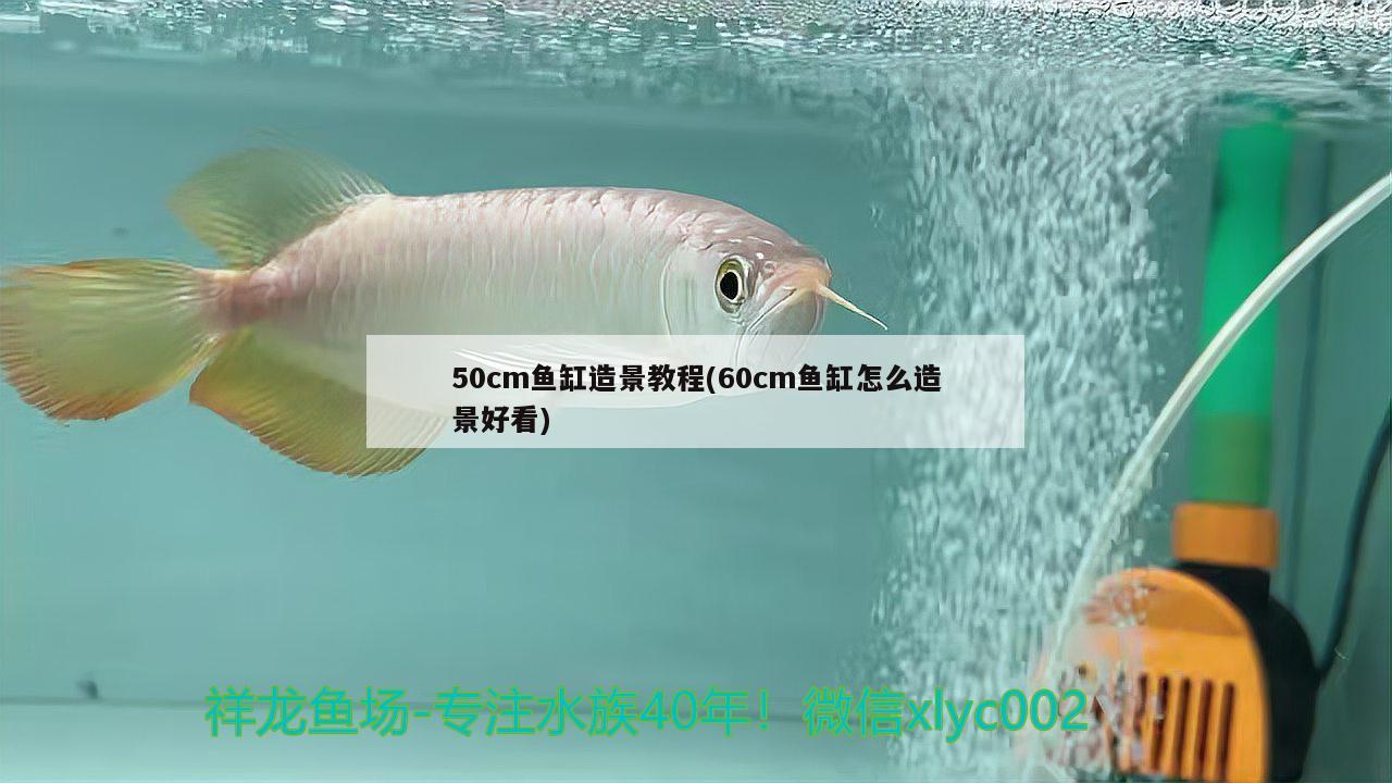 50cm魚缸造景教程(60cm魚缸怎么造景好看) 觀賞魚市場（混養(yǎng)魚）