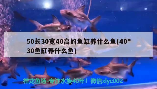 50長(zhǎng)30寬40高的魚缸養(yǎng)什么魚(40*30魚缸養(yǎng)什么魚) 金老虎魚