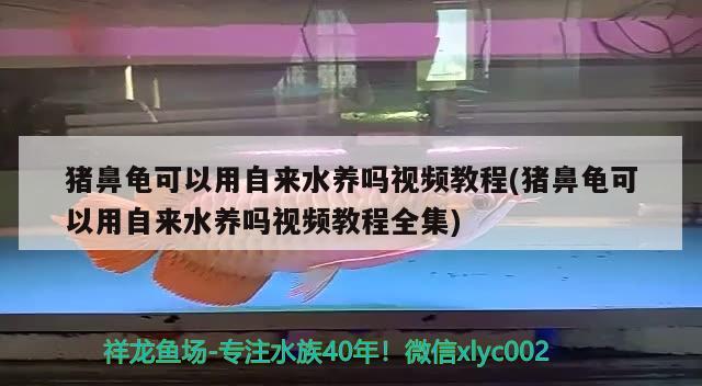 豬鼻龜可以用自來水養(yǎng)嗎視頻教程(豬鼻龜可以用自來水養(yǎng)嗎視頻教程全集)